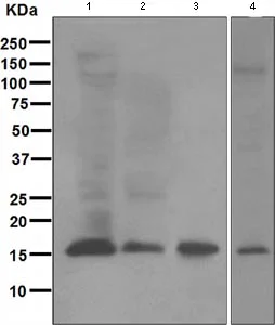 Western blot - Anti-Ube2L6 antibody [EPR4267(2)] - BSA and Azide free (AB247755)