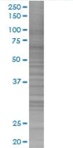 SDS-PAGE - Ube2L6 overexpression 293T lysate (whole cell) (AB94307)