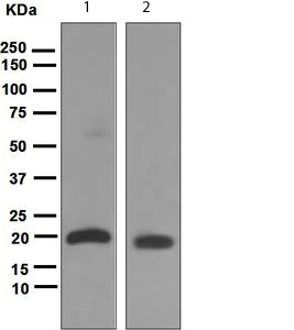 Western blot - Anti-UBE2M/UBC12 antibody [EPR5333] (AB109507)