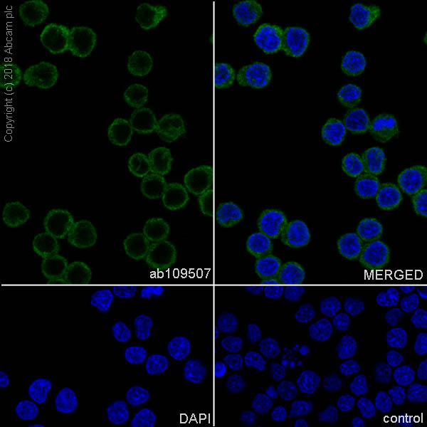 Immunocytochemistry/ Immunofluorescence - Anti-UBE2M/UBC12 antibody [EPR5333] - BSA and Azide free (AB236056)