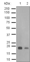 Western blot - Anti-UBE2M/UBC12 antibody [EPR5334] (AB124946)