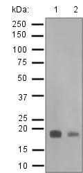 Western blot - Anti-UBE2M/UBC12 antibody [EPR5334] (AB124946)