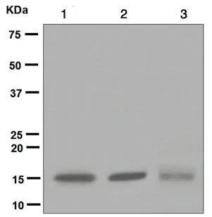 Western blot - Anti-Ube2N / Ubc13 antibody [EPR5162] - BSA and Azide free (AB247818)