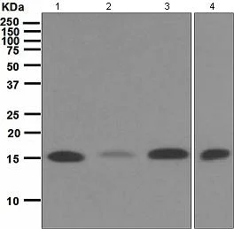 Western blot - Anti-Ube2N / Ubc13 antibody [EPR5163] (AB109294)
