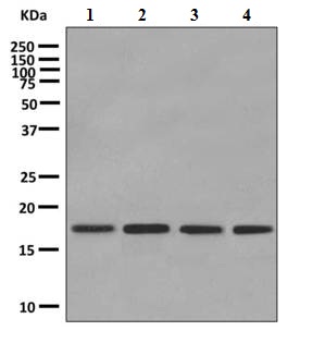 Western blot - Anti-UBE2V1 antibody [EPR4735(2)] - BSA and Azide free (AB249043)