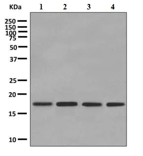 Western blot - Anti-UBE2V1 antibody [EPR4735(2)] - BSA and Azide free (AB249043)