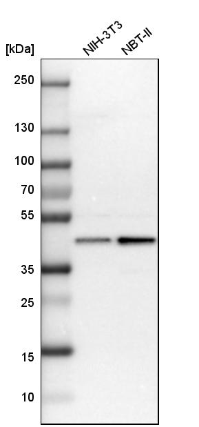 Western blot - Anti-UBE2Z antibody (AB254700), expandable thumbnail