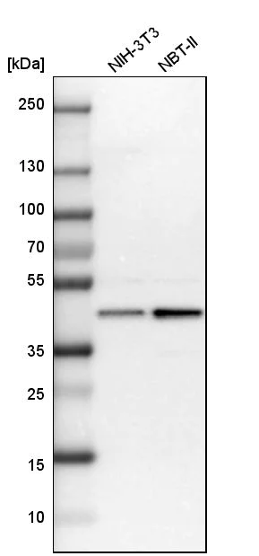 Western blot - Anti-UBE2Z antibody (AB254700)