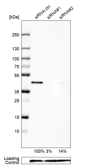 Western blot - Anti-UBE2Z antibody (AB254700), expandable thumbnail