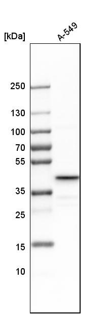 Western blot - Anti-UBE2Z antibody (AB254700), expandable thumbnail