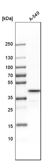 Western blot - Anti-UBE2Z antibody (AB254700)