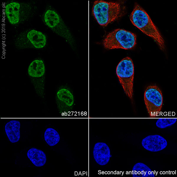 Immunocytochemistry/ Immunofluorescence - Anti-UBE3A antibody [EPR23077-14] (AB272168)