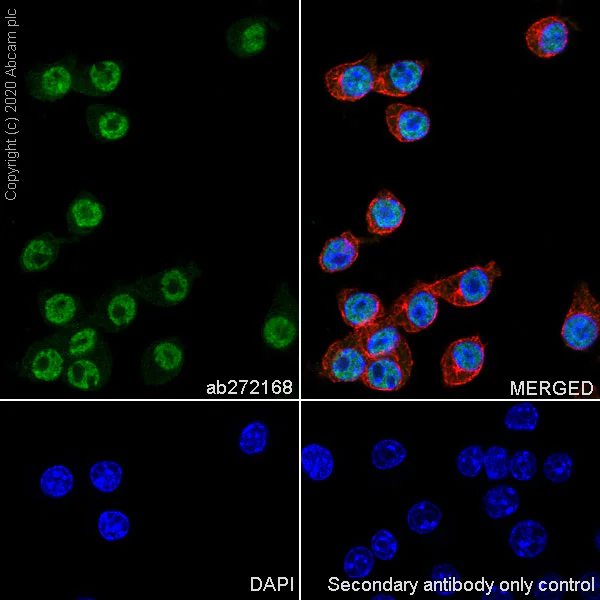 Immunocytochemistry/ Immunofluorescence - Anti-UBE3A antibody [EPR23077-14] - BSA and Azide free (AB272173)