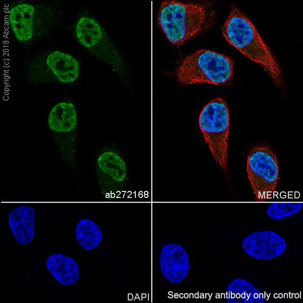 Immunocytochemistry/ Immunofluorescence - Anti-UBE3A antibody [EPR23077-14] - BSA and Azide free (AB272173)