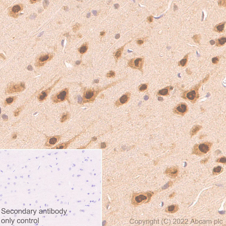 Immunohistochemistry (Formalin/PFA-fixed paraffin-embedded sections) - Anti-UBE3A antibody [EPR25059-12] (AB290641)