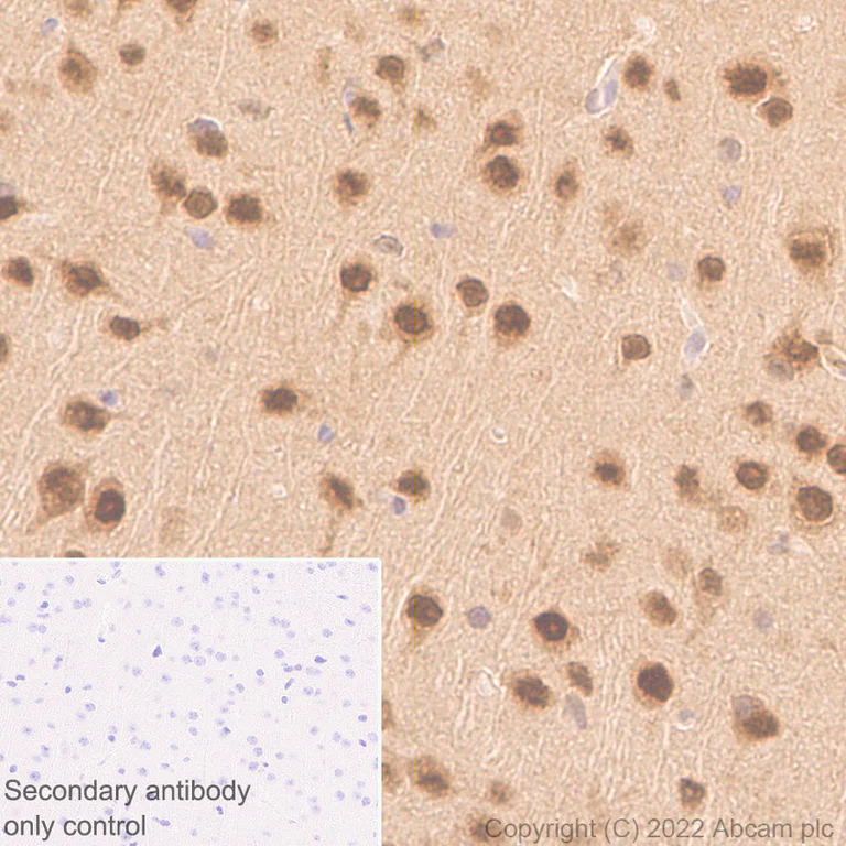 Immunohistochemistry (Formalin/PFA-fixed paraffin-embedded sections) - Anti-UBE3A antibody [EPR25059-12] (AB290641)