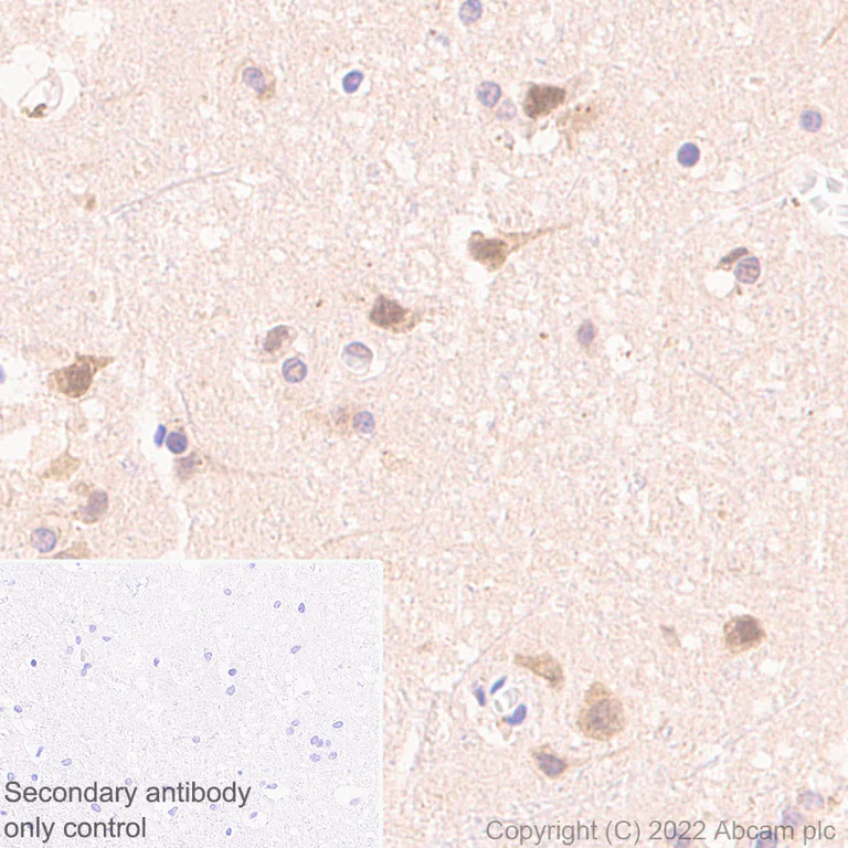 Immunohistochemistry (Formalin/PFA-fixed paraffin-embedded sections) - Anti-UBE3A antibody [EPR25059-12] (AB290641)