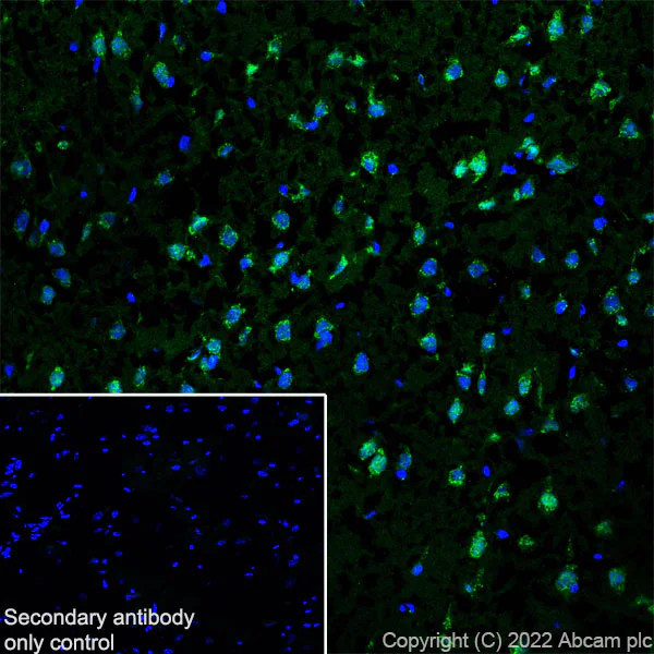 Immunohistochemistry (Frozen sections) - Anti-UBE3A antibody [EPR25059-12] - BSA and Azide free (AB290652)