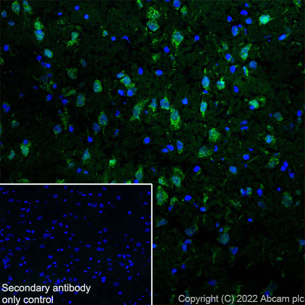 Immunohistochemistry (Frozen sections) - Anti-UBE3A antibody [EPR25059-12] - BSA and Azide free (AB290652)