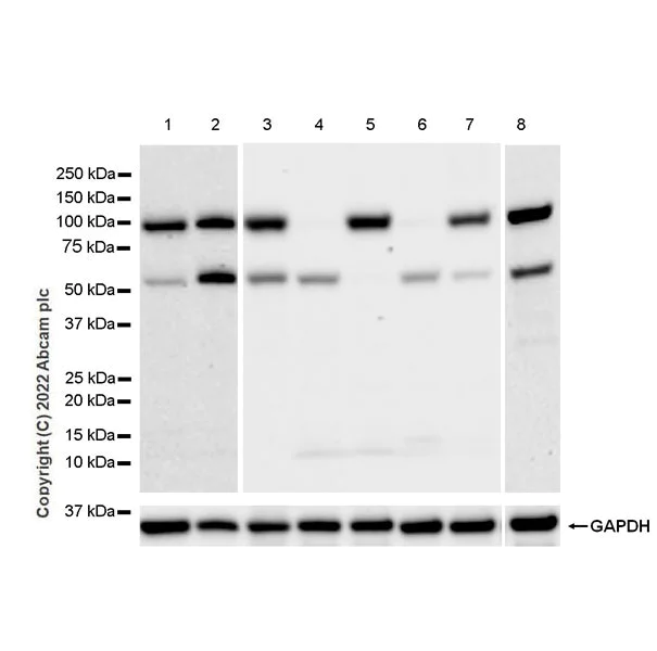 Western blot - Anti-UBE3A antibody [EPR25059-12] - BSA and Azide free (AB290652)