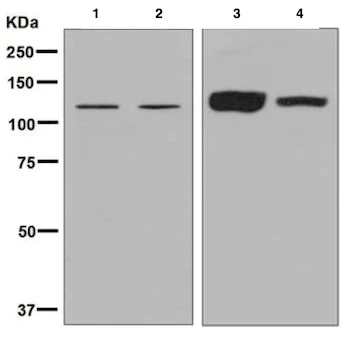 Western blot - Anti-Ube4a antibody [EPR7331] - BSA and Azide free (AB248191)