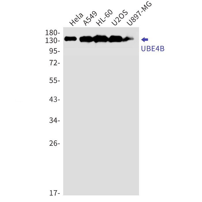 Western blot - Anti-UBE4B Antibody [S04-6C6] (AB317434), expandable thumbnail