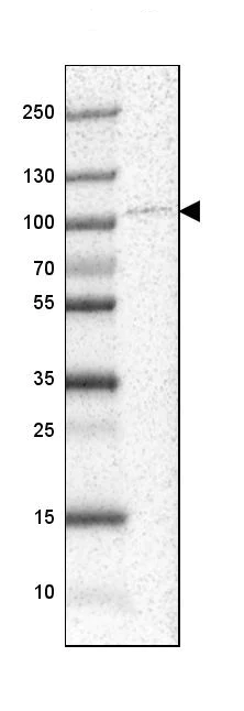 Western blot - Anti-UBF1 antibody (AB244287)