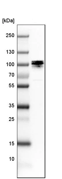 Western blot - Anti-UBF1 antibody (AB244287)