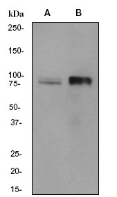 Western blot - Anti-UBF1 antibody [EP2741Y] (AB75781), expandable thumbnail