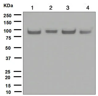 Western blot - Anti-UBF1 antibody [EPR2742] (AB109011)