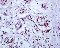 Immunohistochemistry (Formalin/PFA-fixed paraffin-embedded sections) - Anti-UBF1 antibody [EPR2742] - BSA and Azide free (AB247745), expandable thumbnail