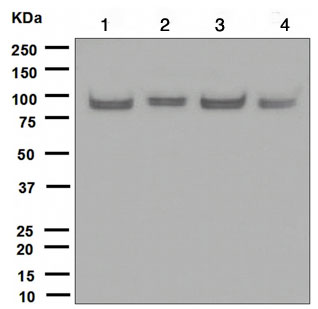 Western blot - Anti-UBF1 antibody [EPR2742] - BSA and Azide free (AB247745), expandable thumbnail