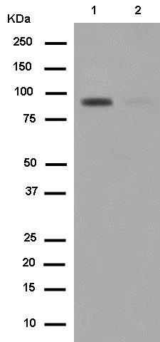 Western blot - Anti-UBF1 (phospho S484) antibody [EPR2725(2)] (AB182583)
