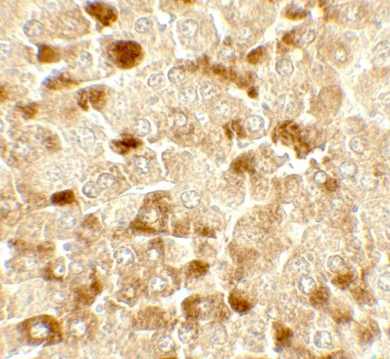 Immunohistochemistry (Formalin/PFA-fixed paraffin-embedded sections) - Anti-UBIAD1 antibody - C-terminal (AB191691)