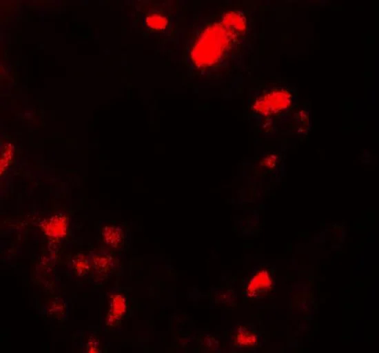 Immunohistochemistry (Formalin/PFA-fixed paraffin-embedded sections) - Anti-UBIAD1 antibody - C-terminal (AB191691)
