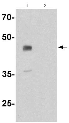 Western blot - Anti-UBIAD1 antibody - C-terminal (AB191691)