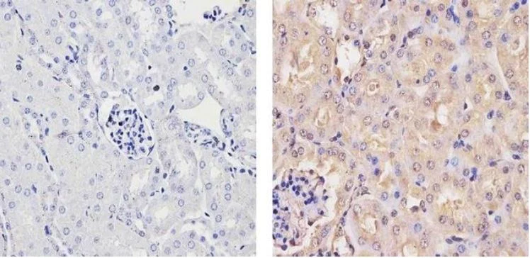 Immunohistochemistry (Formalin/PFA-fixed paraffin-embedded sections) - Anti-Ubiquilin/UBQLN1 antibody (AB3341)