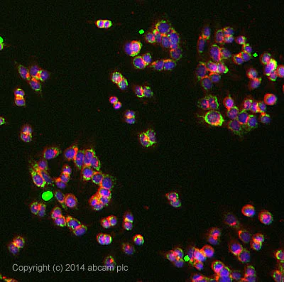 Immunocytochemistry/ Immunofluorescence - Anti-Ubiquinol-Cytochrome C Reductase Core Protein I antibody [16D10AD9AH5] (AB110252)