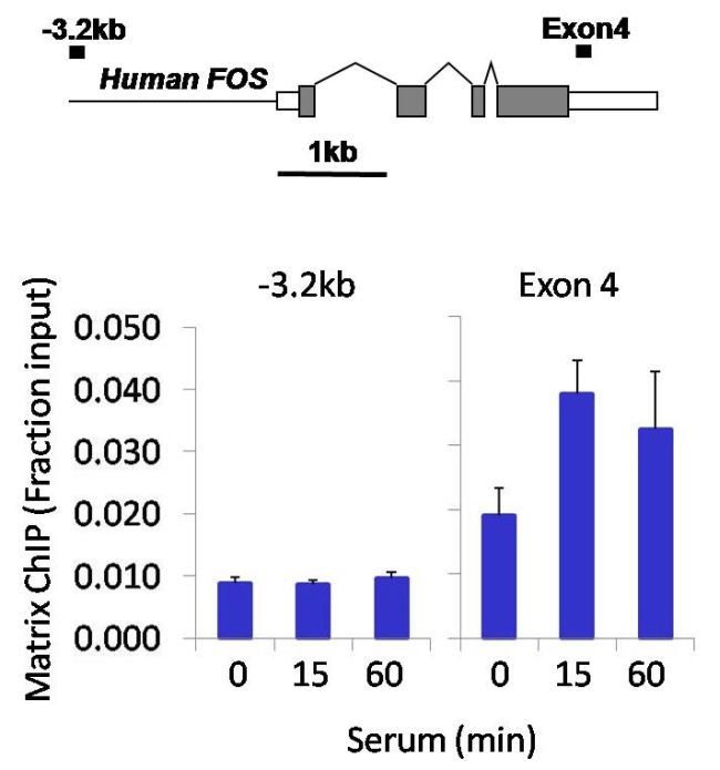 ChIP - Anti-Ubiquitin antibody [10HCLC] (AB277768), expandable thumbnail