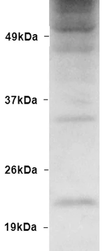 Western blot - Anti-Ubiquitin antibody (AB223613)