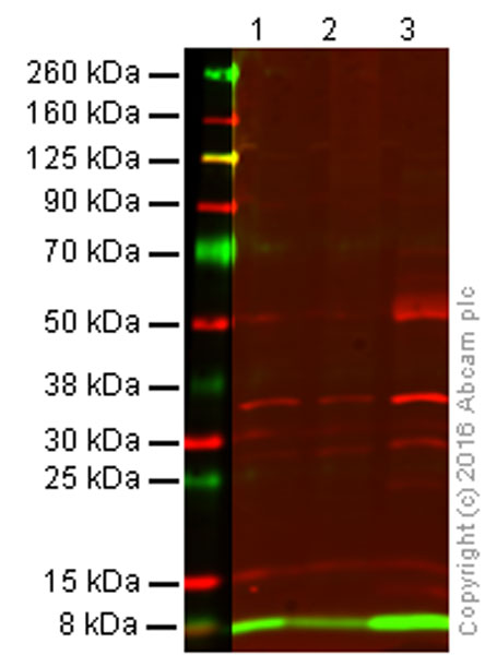 Western blot - Anti-Ubiquitin antibody [EP296Y] (AB33893), expandable thumbnail