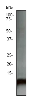 Western blot - Anti-Ubiquitin antibody [EP296Y] (AB33893)