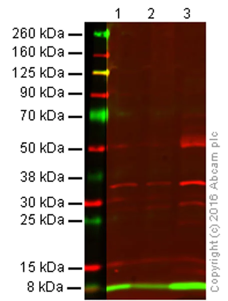 Western blot - Anti-Ubiquitin antibody [EP296Y] - BSA and Azide free (AB247278)