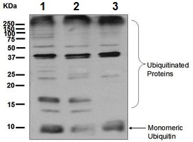 Western blot - Anti-Ubiquitin antibody [EPR8589] (AB137031), expandable thumbnail