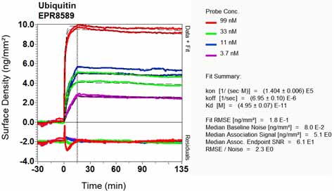 OI-RD Scanning - Anti-Ubiquitin antibody [EPR8589] - BSA and Azide free (AB248778), expandable thumbnail