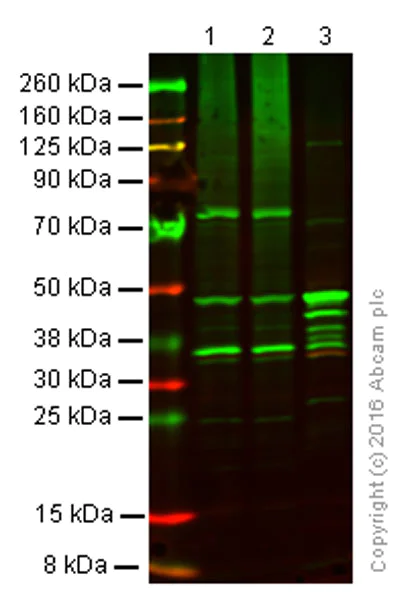 Western blot - Anti-Ubiquitin antibody [EPR8589] - BSA and Azide free (AB248778)