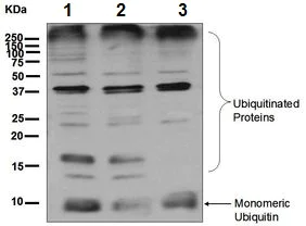 Western blot - Anti-Ubiquitin antibody [EPR8589] - BSA and Azide free (AB248778)