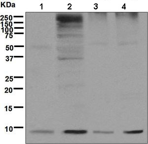 Western blot - Anti-Ubiquitin antibody [EPR8590] - BSA and Azide free (AB248773), expandable thumbnail