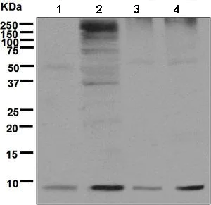 Western blot - Anti-Ubiquitin antibody [EPR8590] - BSA and Azide free (AB248773)