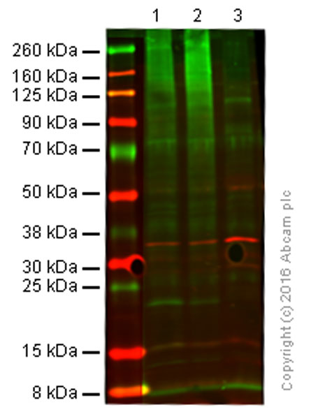 Western blot - Anti-Ubiquitin antibody [EPR8590] - BSA and Azide free (AB248773), expandable thumbnail